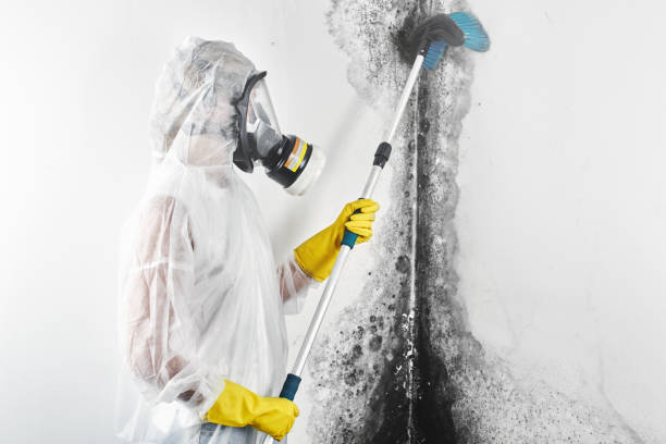 Best Mold Damage Restoration  in Sturtevant, WI